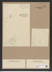 Hyalodiscus radiatus (O'Meara) Grun. (de-Toni-Nr.: Genus 219, Species 5497) Zeichnungen Sammlung Grunow Nr. 9443 (NHMW-BOT-W0379300)